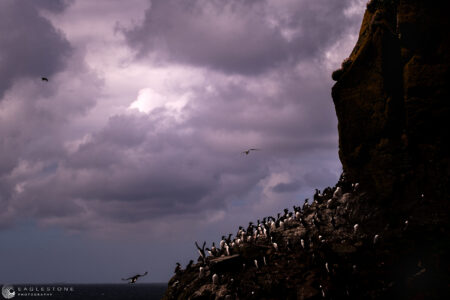 Lunga, The Treshnish Isles, May 2022