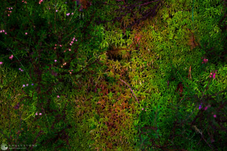 Inshriach Forest, The Cairngorms, September 2023 