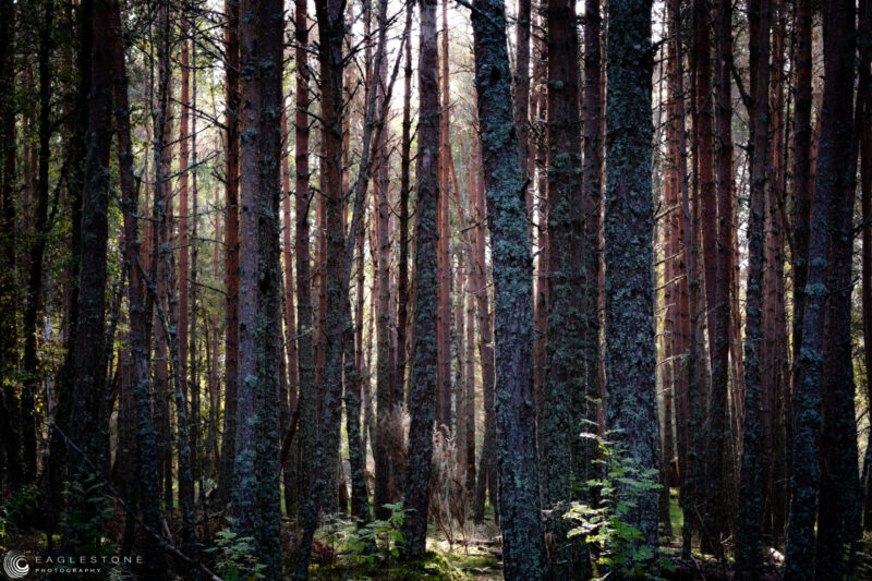 Abernethy, Cairngorms, September 2023 