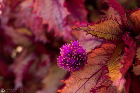 Kensington Gardens, London, October 2022