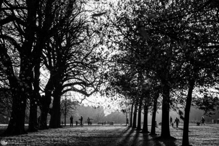 Late Afternoon, Kensington Gardens 2021 