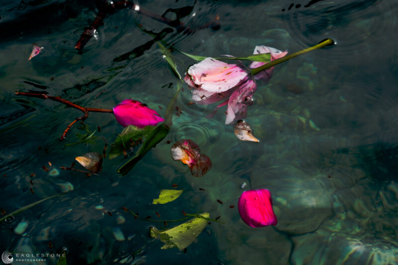 Holland Park (2), London, April 2023 