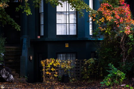 Autumn Leaves, Notting Hill, October 2023 