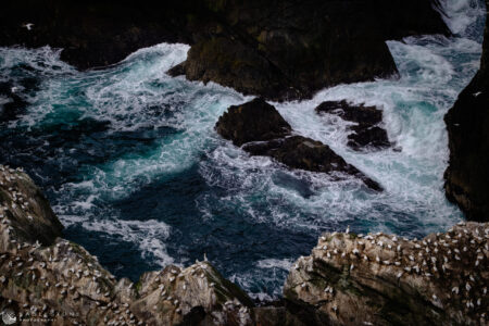 Hermaness (2), Shetland Islands, May 2023 