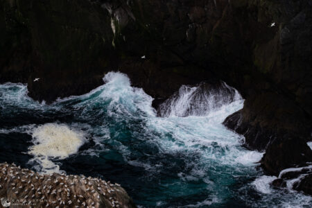 Hemaness (3), Shetland Islands, May 2023 