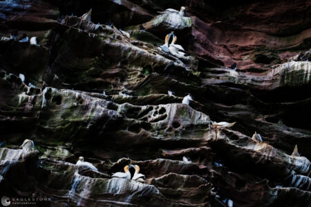 Isle of Noss, Shetland Islands, May 2023     