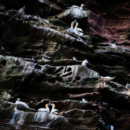 Isle of Noss, Shetland Islands, May 2023     