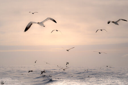 North Sea, Outer Hebrides May 2023     