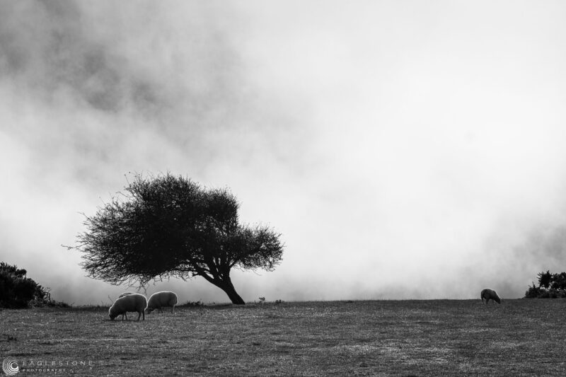 Hill Above Crowlink, Sussex, November 2021