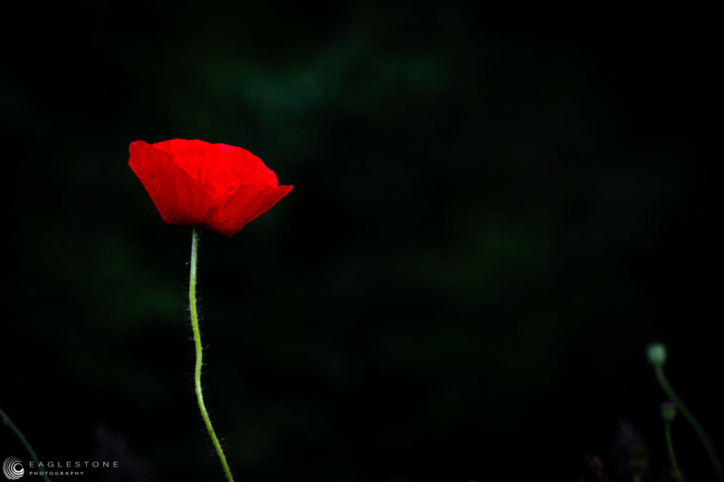 Lone Poppy, Cookham, June 2023 