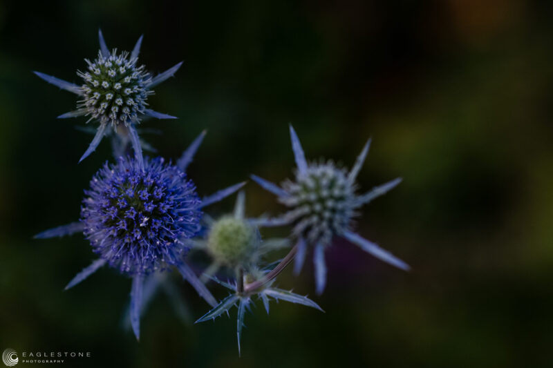 Holland Park (4), London, June 2023 