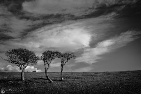Trio of Trees, Seven Sisters, October 2020 