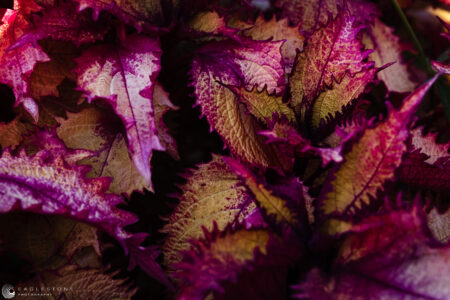 Kensington Gardens, London, October 2022