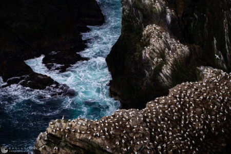 Hermaness (1), Shetland Islands, May 2023 