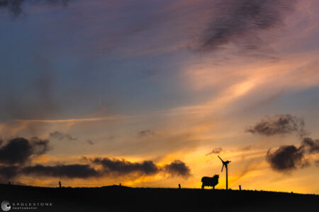 Lone Sheep, Shetland Islands, May 2023     