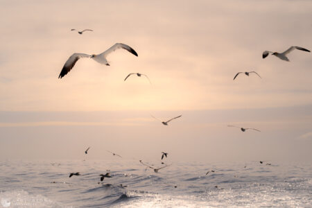 Shetland Isles (3), May 2023